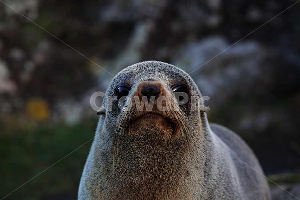 물개,바다,오션,자연,파도,동물,animal,포유류,mammal