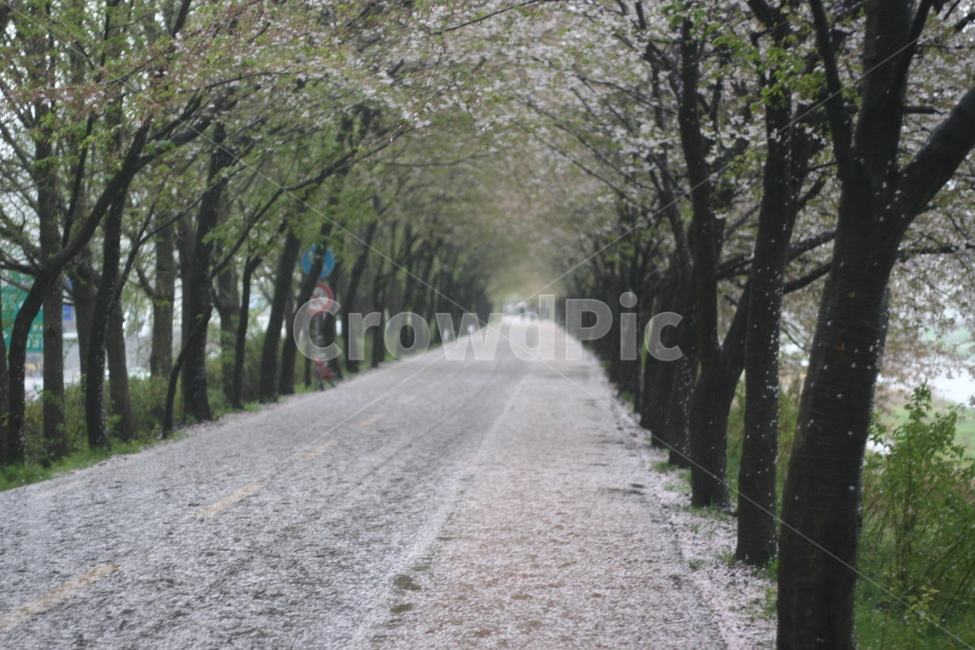 벚꽃,비,풍경,꽃,나무,road,도로,garden,봄,계절,spring,season,자연,풍경,nature,landscape