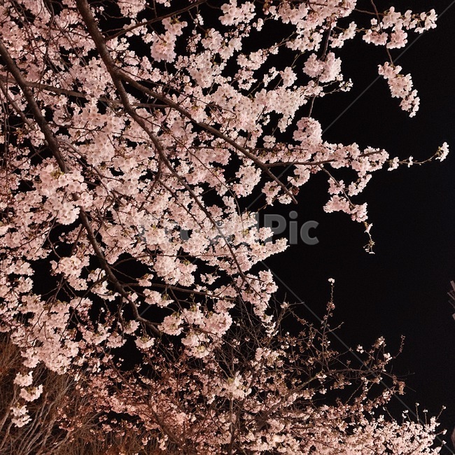 식물,plant,blossom,꽃,flower,벚꽃,밤,블랙,봄,길거리,핑크,분홍,블랙핑크