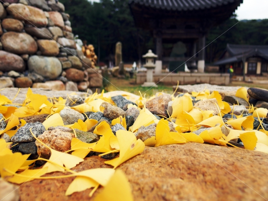 가을,단풍,은행잎,노랑,경주남산,사찰,관광지,산사,힐링,감성사진,낭만,가을,계절,fall,autumn,season,한국전통,한국문화,korean traditional,korean culture,식물,자연,plants,nature,종교,신앙,religion,belief,faith