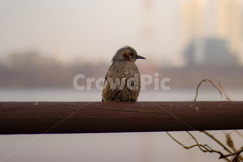 동물,직박구리,animal,bird,새,야생,조류,동물,animal,조류,새,birds