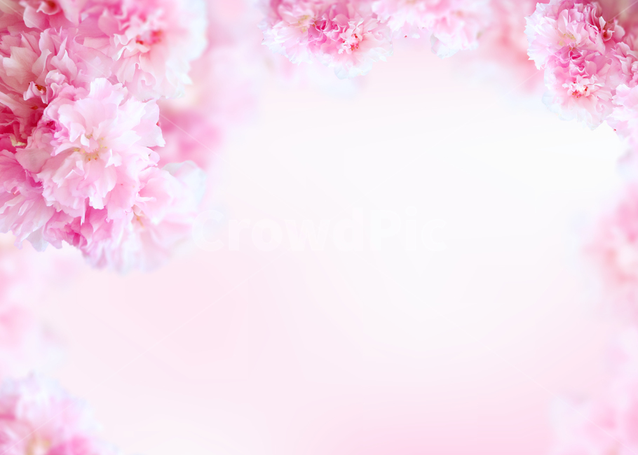 꽃,봄,프레임,백그라운드,배경이미지,식물,내츄럴,꽃송이,꽃잎,카네이션,분홍,핑크,카피스페이스,봄,계절,spring,season,plant,flower,blossom,cherry blossom,벚꽃
