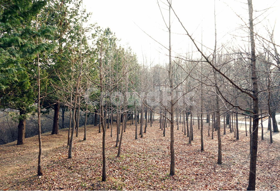 소나무,가지,낙엽,앙상한,봄,햇살,tree,finetree,brunch,자연,풍경,nature,landscape,식물,plants,나무,trees,wood,plant,ground,바닥,tree trunk,나무 줄기