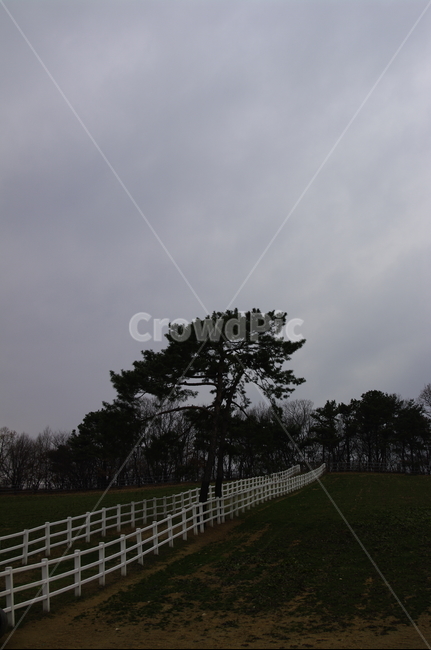 목장,울타리,하늘,나무,풍경,자연,풍경,nature,landscape,outdoors,옥외