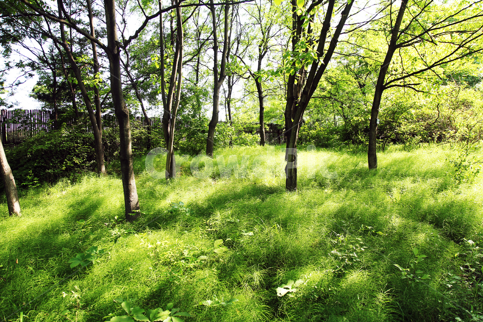식물,나무,자연,풀,햇빛,숲,잎,자연,풍경,nature,landscape,tree,plant,outdoors,옥외,vegetation,초목
