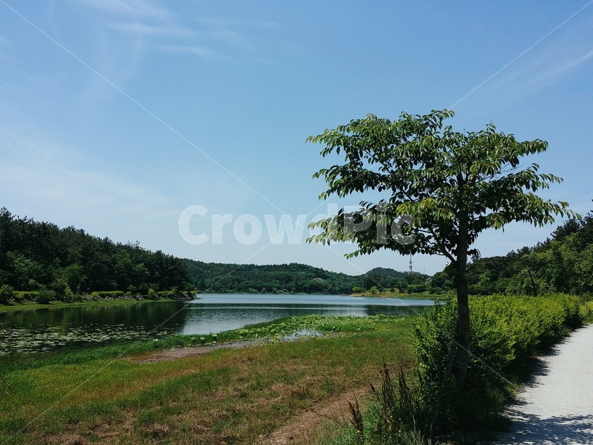 식물,plant,나무,tree,자연,nature,옥외,outdoors,물,water,풍경,호수,하늘,산책,sky