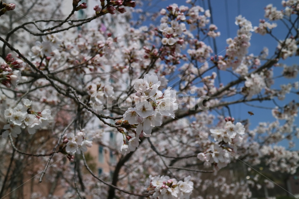 벚꽃,봄,나무,나뭇가지,plant,식물,blossom,flower,꽃,cheeryblossom