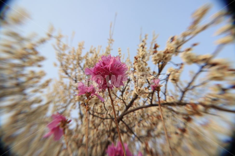 봄,꽃,목련,진달래,spring,magnolia,flower,봄,계절,spring,season,식물,자연,plants,nature,꽃,flower,plant,blossom