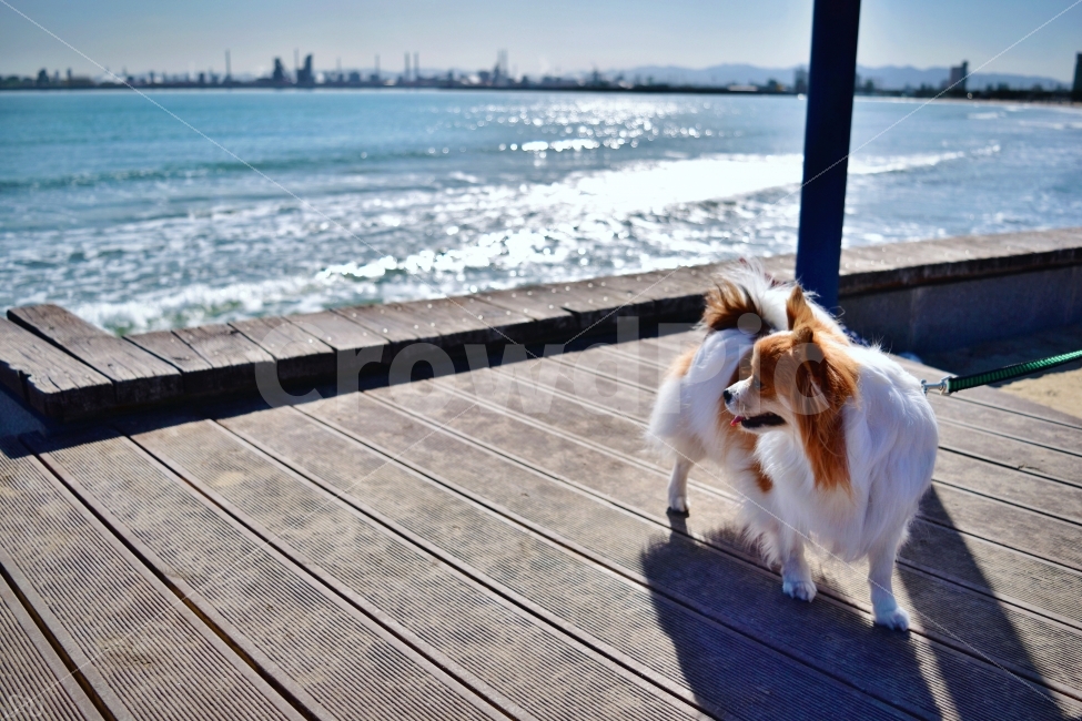 포항,바다,빠삐용,산책,신남,동물,animal,개,강아지,dog,doggy,포유류,mammal