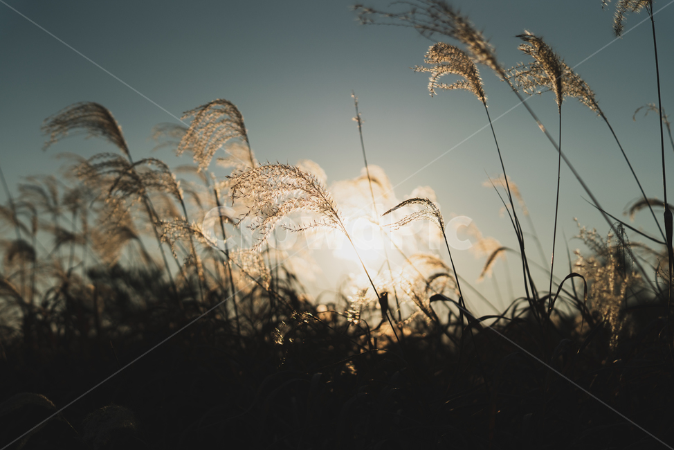 식물,갈대,가을,분위기,일몰,sunset,감성,가을,계절,fall,autumn,season