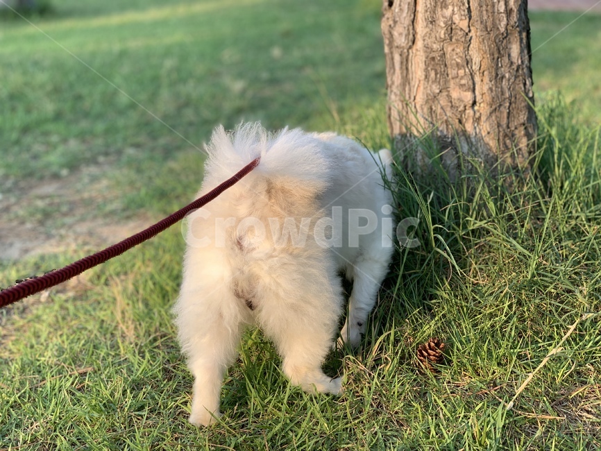 강아지,dog,포메라니안,포메,뒷모습,털,흰털,흰색털,잔디,green,white,나무,산책