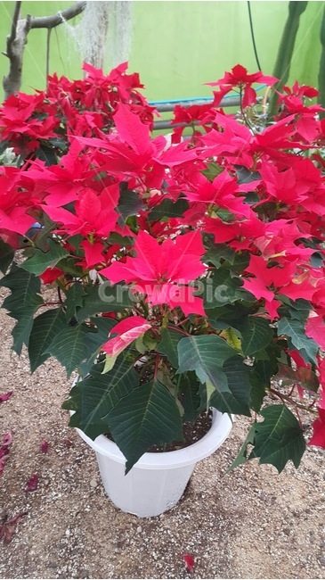 plant,식물,leaf,잎,빨간색,초록색,화분,크리스마스꽃