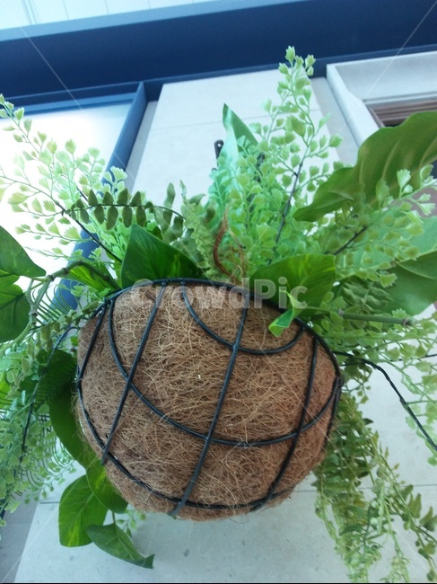 화분,풀잎,장식,야외,창가,식물,자연,plants,nature,실내용화초,화분,화초,house plant