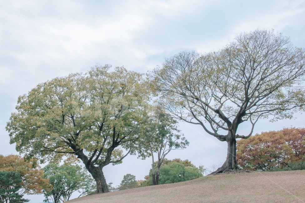 나무,가을,낙엽,감성,풍경,landscpae,autumn,fall,tree,자연,풍경,nature,landscape,plant,식물,tree trunk,나무 줄기