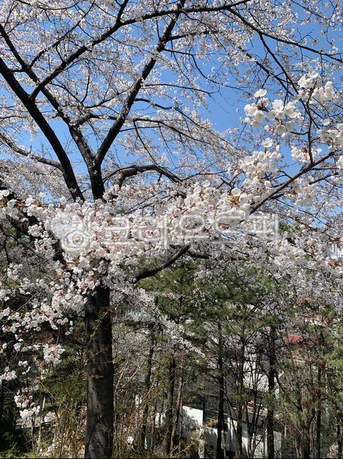 벚꽃,벚꽃나무,벚꽃만개,plant,식물,flower,꽃,blossom