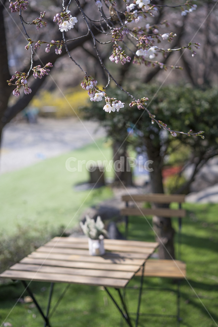 벚꽃,이른벚꽃,팬션,정원,테라스,봄,계절,spring,season,plant,식물
