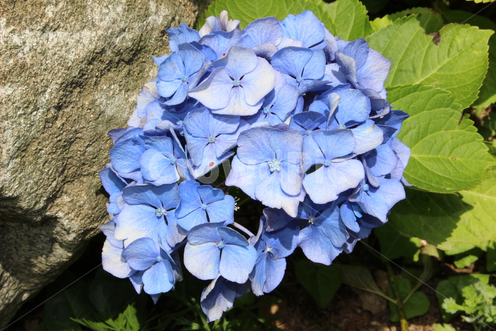 꽃,봄,여름,꽃잎,푸른색,식물,자연,plants,nature,꽃,flower