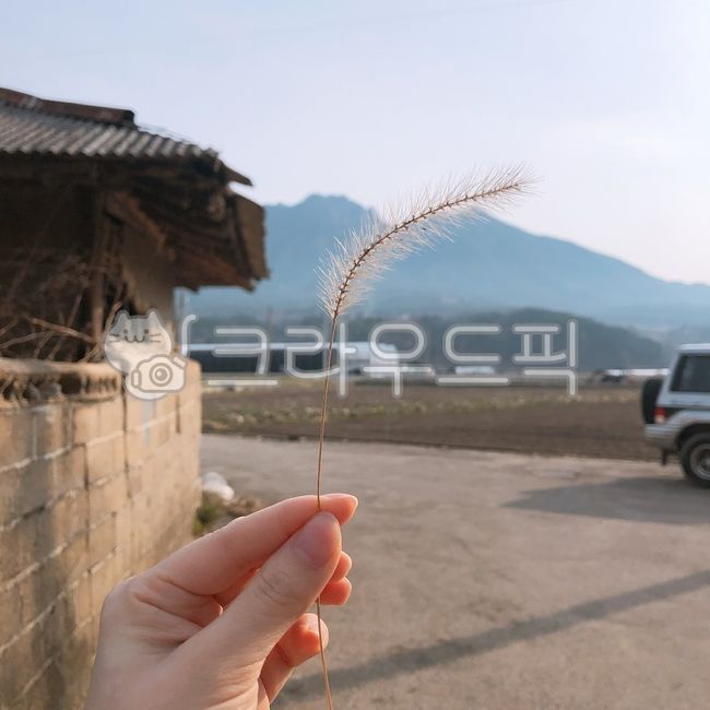 강아지풀,시골,거창,초가집,식물