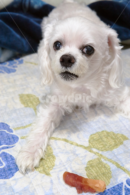 개,강아지,말티즈,마르티즈,말티스,마르티스,댕댕이,애완견,애완동물,반려견,반려동물,동물,pet,animal,dog,자연,nature,생물,포유류