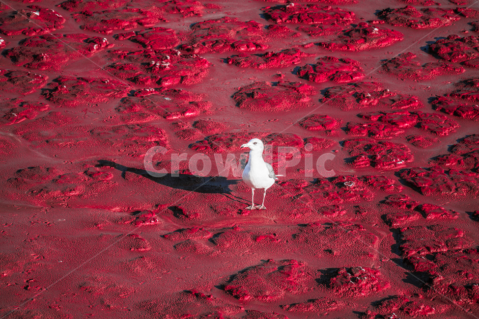 animal,동물,bird,새,갈매기,갯벌,mud