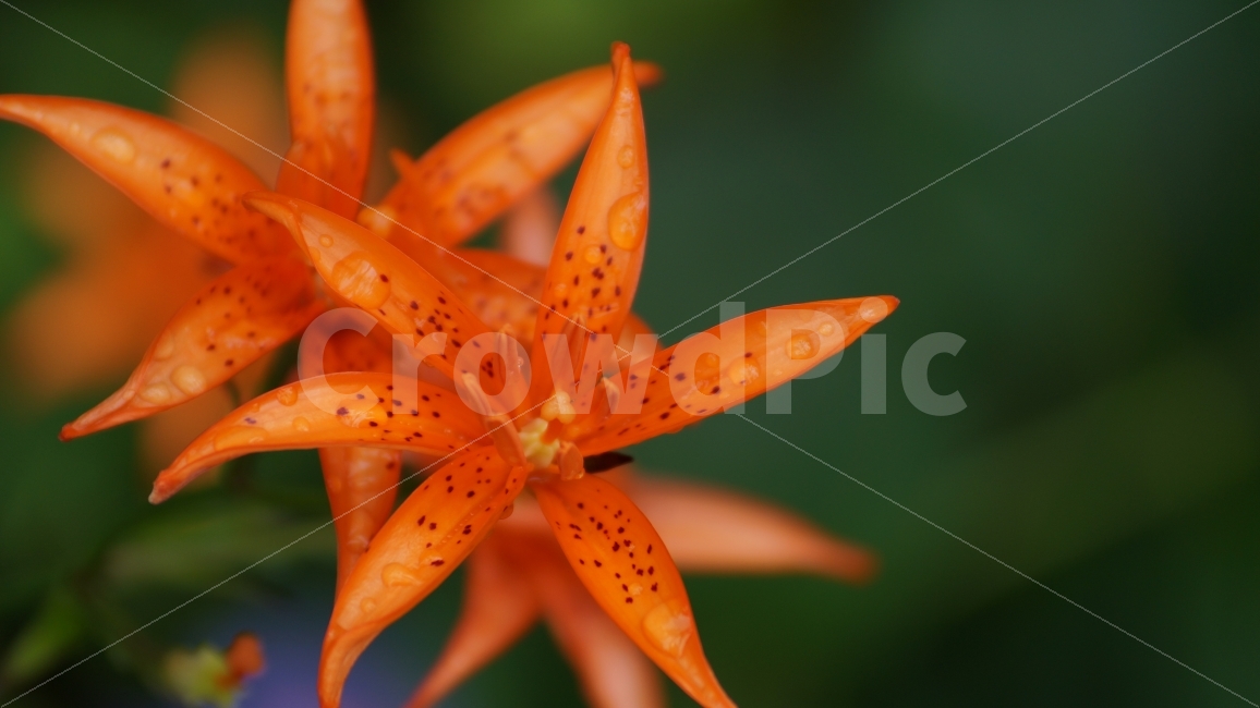 하늘말나리,야생화,꽃,꽃사진,하늘말나리꽃,식물,자연,plants,nature,꽃,flower