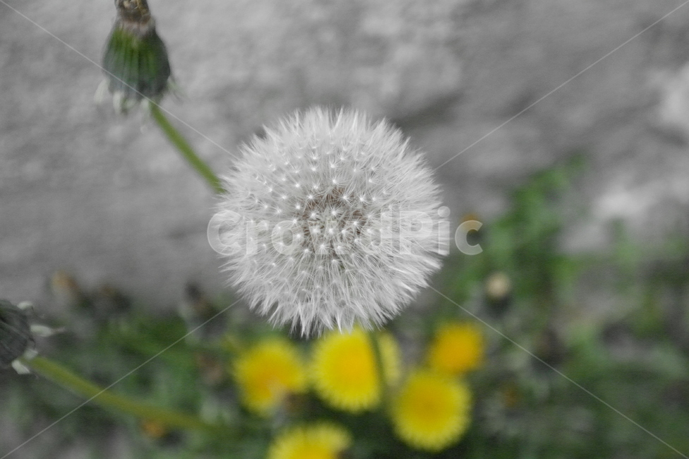 민들레씨,꽃,봄,봄꽃,야생화,민들레,flower,spring
