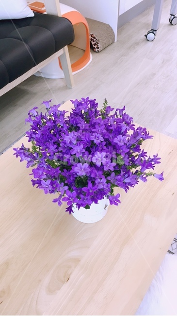 캄파눌라,꽃,화분,보라색꽃,인테리어,식물,테이블,자연,보라색