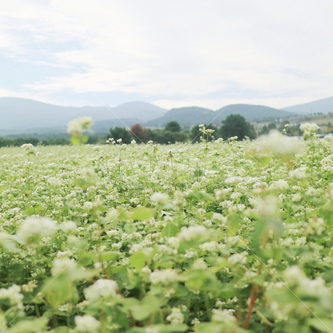 메밀꽃,메밀밭,제주도,제주,여행,자연,풍경,nature,landscape,한국자연풍경,한국자연경관,korea nature landscape,식물,plants,꽃,flower,감성,sensible,feeling,field,들,outdoors,옥외,grassland,목초지,rural,농촌,farm,농장