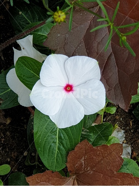 일일초,매일초,여름야생화,얼룩매일초,덩굴매일초