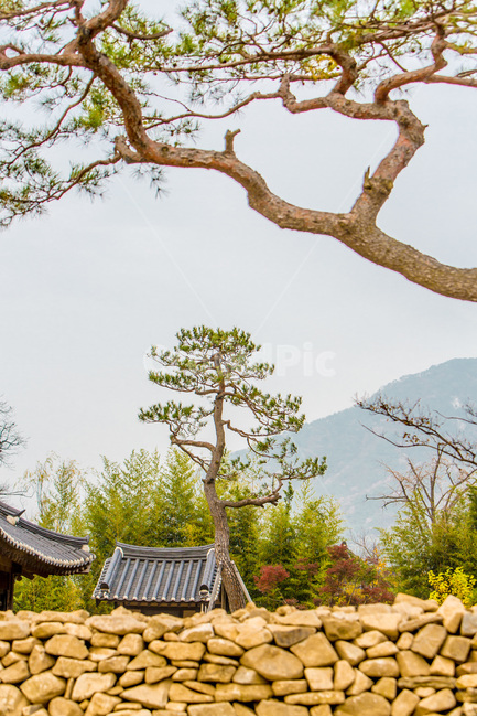 돌담,기와,소나무,민속마을,전통가옥,한국전통,한국문화,korean traditional,korean culture,식물,자연,plants,nature,나무,trees,wood