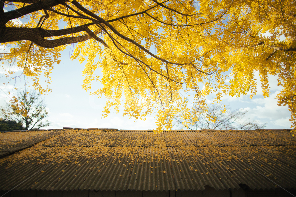 풍경,거창,의동마을,은행나무,노란색,감성사진,가을,자연,가을,계절,fall,autumn,season,tree,나무,plant,식물