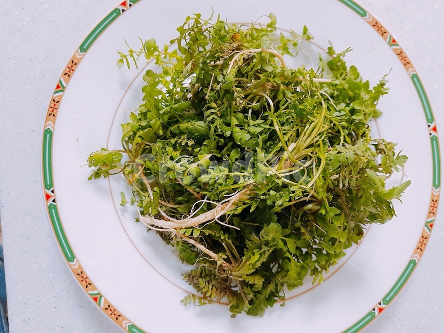 plant,식물,냉이,food,봄나물,채소,야채,vegetables