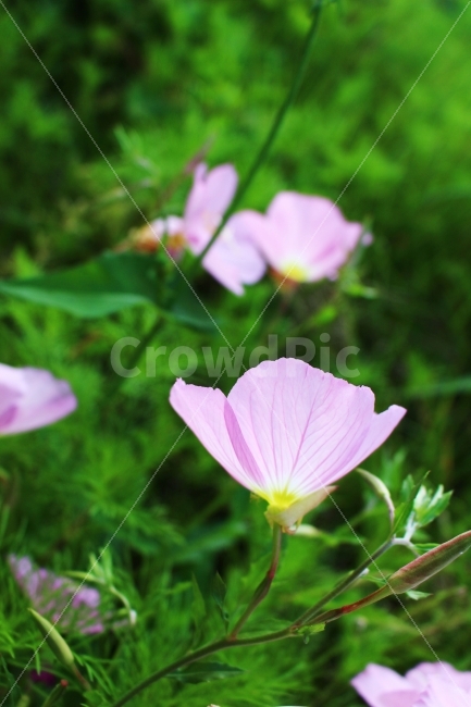 나팔꽃,나비,혈관,분홍,초록,자연,풍경사진,풍경,꽃,flower,butterfly,green,pink,babypink,natuer,bloodvessel,식물,자연,plants,nature,꽃,flower