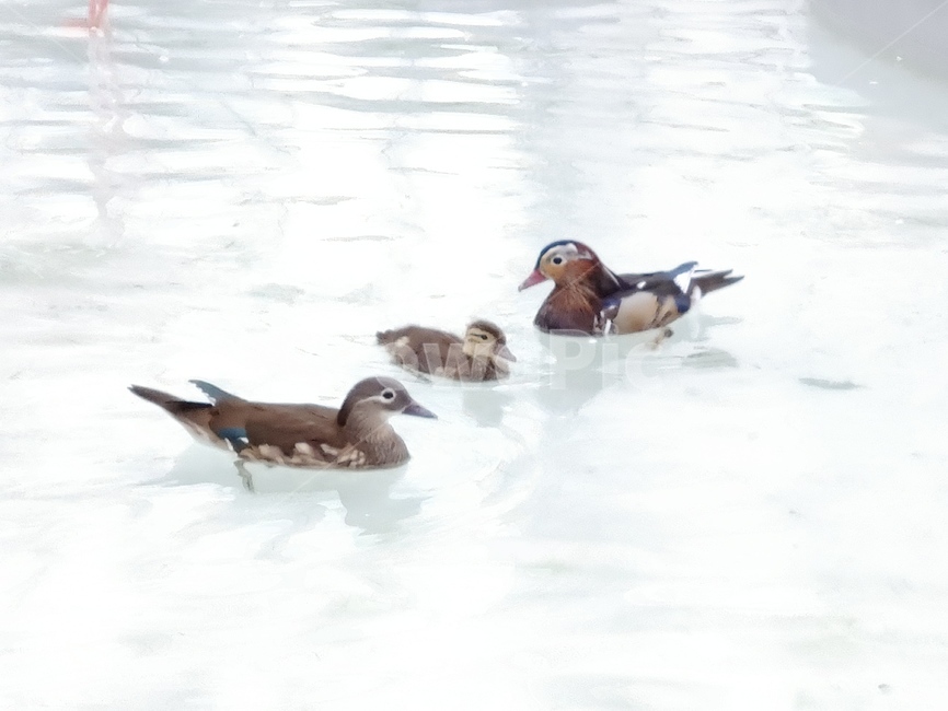 bird,새,animal,동물,원앙이,가족,원앙,원앙가족,조류,새,birds