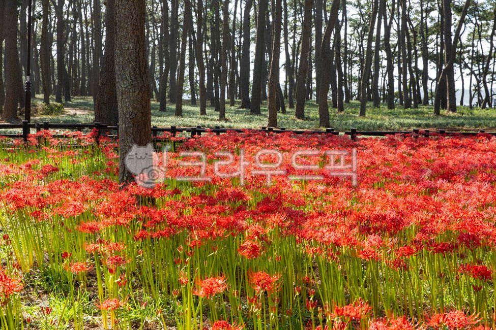 Daewangam Park flowers,A bunch of flowers,Ulgi Lighthouse,Daewangam,tree,Ulsan,fall flowers,Daewangam Park,pine forest