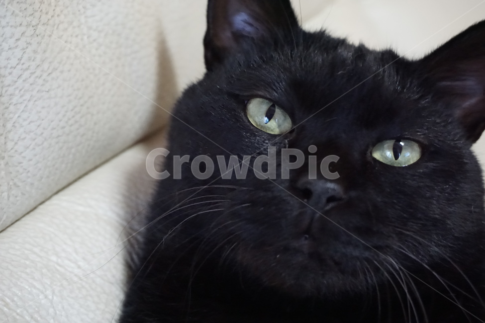 동물,고양이,검은고양이,냐옹이,코리안숏헤어,코숏,동물,animal,포유류,mammal,고양이,cat,kitten,kitty