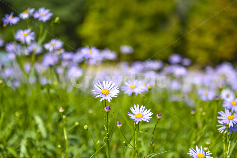 벌개미취,들꽃,꽃밭,가을,꽃사진,식물,자연,plants,nature,꽃,flower