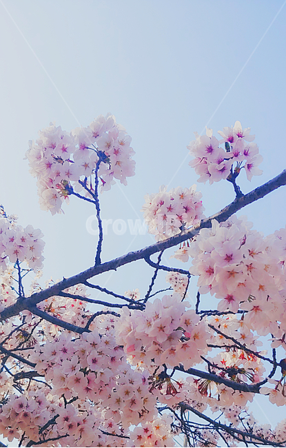 blossom,꽃,flower,식물,벚꽃,핑크