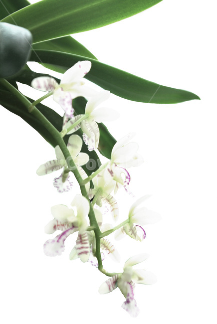 plant,식물,꽃,flower,소엽난