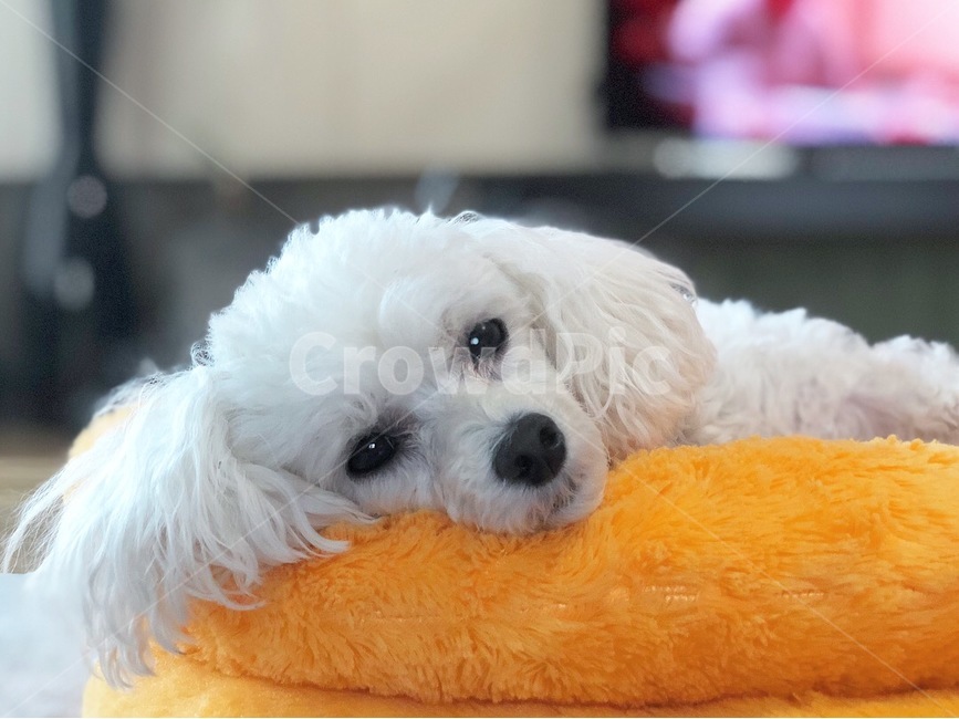 반려견,반려동물,강아지,개,애완견,애완동물,애견,per,dog,puppy,동물,animal,포유류,mammal,개,강아지,dog,doggy