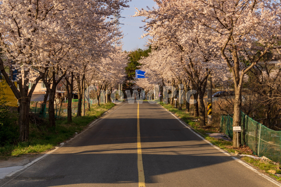 벚꽃,벚꽃길,풍경,봄,계절,하늘,꽃,벚꽃엔딩,봄,계절,spring,season,자연,풍경,nature,landscape,asphalt,아스팔트,road,도로,plant,식물