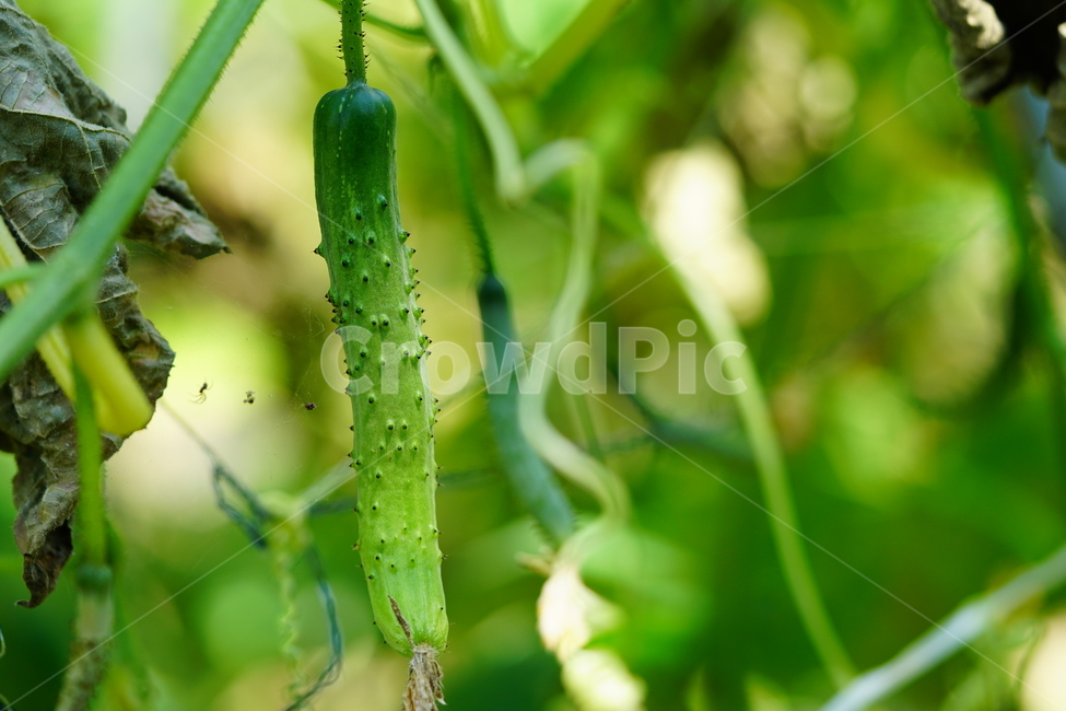 오이,야채,채소,식재료,식자재,농촌,밭,농장,밭농사,자연,field,farm,vegetable,greens,nature,cucumber,신토불이,식물,plant,시골,country,덩굴식물,넝쿨,농산물,농작물,농업,6월,june,여름,summer,음식,식재료,요리,food,cook,meal,dishes,food reserves,채소,야채,vegetables