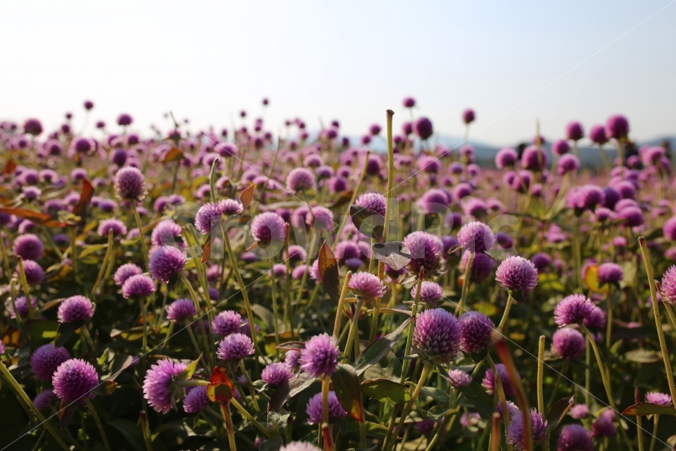 천일홍,꽃,국내여행,한국여행,자연풍경,천일홍군락지,나리공원,핑크,연핑크,연보라노을,저녁,해질녘,가을꽃,가을풍경,식물,자연,plants,nature,꽃,flower