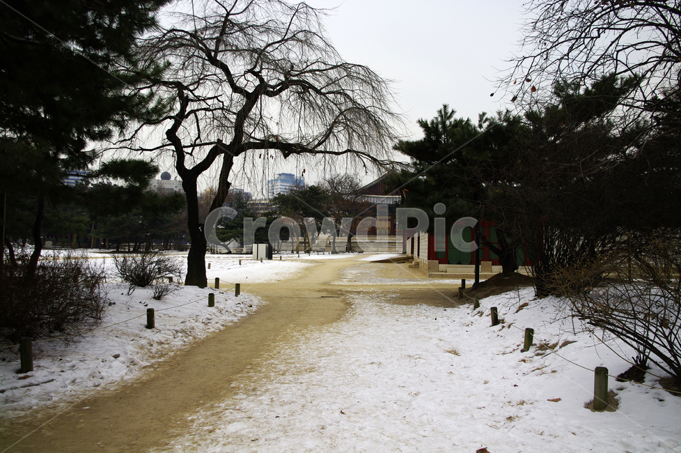 겨울,winter,풍경,설경,눈,나무,식물,plant,겨울,계절,winter,season,한국전통,한국문화,korean traditional,korean culture,랜드마크,landmark,tourist attraction,한국랜드마크,한국관광지,한국명소,korea landmark,korea tourist attraction