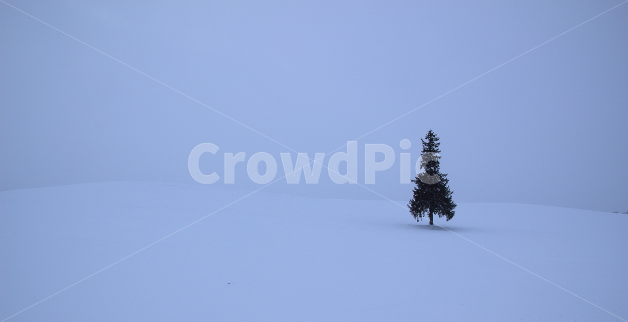 나무,눈,삿포로,배경,설경,겨울,계절,winter,season,자연,풍경,nature,landscape