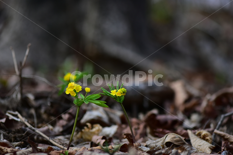 한계령풀,야생화,봄,꽃,풀꽃,자연,식물,식생,plants,nature,spring,season,flower