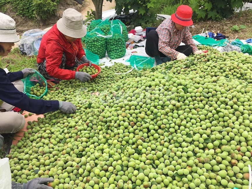매실,농사,작업,초록매실,농삿일,plum,시골,farming,farmwork,농부,열매,fruit,farmer,사람들,people