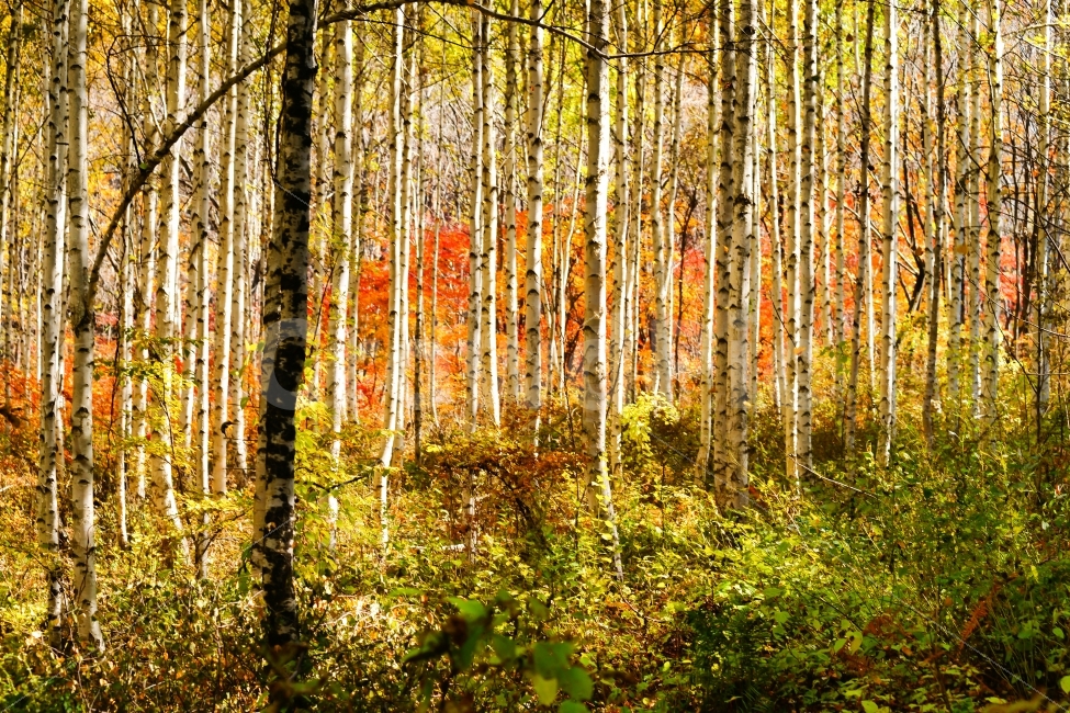 강원도,원정리,자작나무,군락지,노랑색,빨강색,가을,자연,풍경,nature,landscape,가을,계절,fall,autumn,season,plant,식물,tree,나무