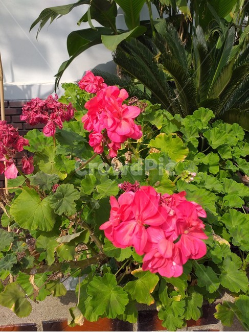 geranium,제라늄,flower,꽃,plant,식물,자연,plants,nature,꽃,flower