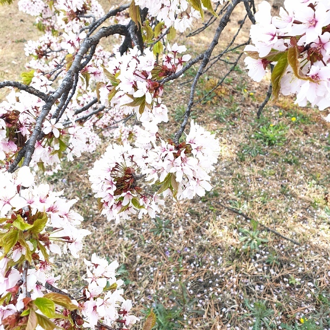 plant,벚꽃,blossom,flower,cherryblossom,식물,자연,plants,nature,꽃,flower